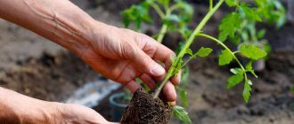 Planting tomatoes in a greenhouse: soil preparation, age of seedlings, timing, photo features