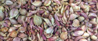 Правила выращивания чеснока из бульбочек