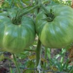 Правила выращивания томата Хлебосольный