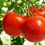 Предпосевная подготовка семян томатов к посадке на рассаду
