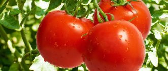 Предпосевная подготовка семян томатов к посадке на рассаду