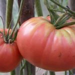 'Преимущества и недостатки томата "Цунами", характеристика плодов и тонкости выращивания' width="800