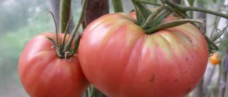 'Преимущества и недостатки томата "Цунами", характеристика плодов и тонкости выращивания' width="800