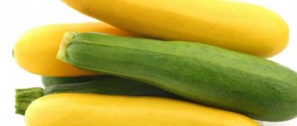 Causes of bitterness in zucchini