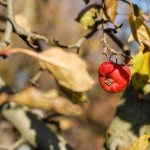 Причины усыхания ветвей и листьев на яблоне
