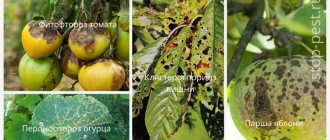 Examples of plant diseases caused by fungal infection