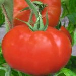 'Раннеспелый гибрид для южных регионов страны - томат "Полонез f1