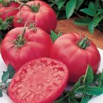 &#39;An early ripening variety that you will definitely like - the &quot;Pink Dream&quot; tomato&#39; width=&quot;800