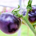 Разновидности фиолетовых помидор