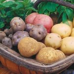 Different varieties of potatoes for the Moscow region