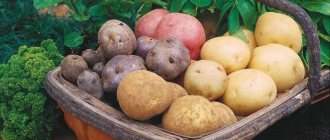 Different varieties of potatoes for the Moscow region