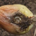 The most effective pest control products: how to treat onions for worms and how to do it correctly