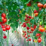 The most common red varieties of tomatoes