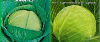 Amager cabbage seeds