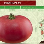 'Следуйте инструкции и гибридный томат "Иваныч f1