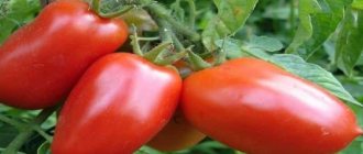 'Сочетание лучших качеств помидоров в одном сорте - томат "Дуся красная": отзывы, фото и секреты выращивания' width="800
