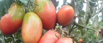 'Сочные и бесподобно вкусные плоды прямиком с грядки - томат "Солоха