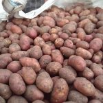 'Сорт картофеля "Ильинский", подходящий для любой почвы и климатических условий' width="800