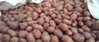'Сорт картофеля "Ильинский", подходящий для любой почвы и климатических условий' width="800