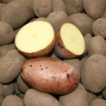 Сорт картофеля Кузнечанка