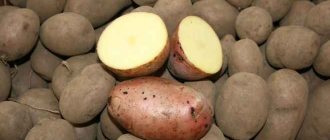 Сорт картофеля Кузнечанка