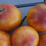 Сорт, который станет вашим любимчиком - томат Грейпфрут: крупный, неприхотливый в уходе и потрясающе вкусный