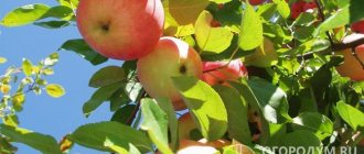 Сорт летнего срока созревания в южных регионах, а в центральных областях России – яблоки поспевают ранней осенью