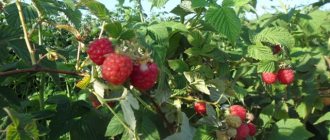 Raspberry variety Zorenka Altai