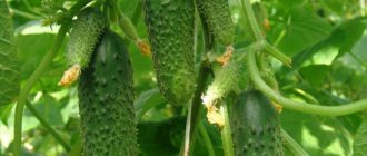 Cucumber variety Murashka F1 photo