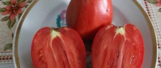 Tomato variety Moscow pear: photo and description