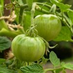Tomato variety Ural giant