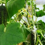 Varieties of cucumbers resistant to diseases
