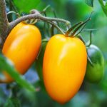 Varietal characteristics of tomato Nepas