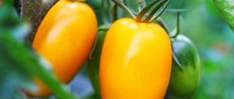 Varietal characteristics of tomato Nepas