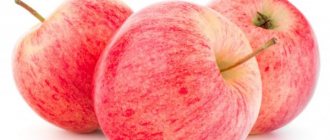Сортовое описание яблони Болотовское