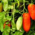 Сортовые особенности томата Фляшен