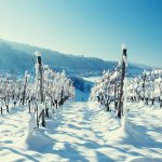 Способы укрытия винограда на зиму в Подмосковье