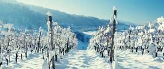 Способы укрытия винограда на зиму в Подмосковье