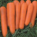 Mid-early carrot variety with high carotene content: Children&#39;s sweet