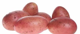 Среднеспелый сорт картофеля Рябинушка с розоватым цветом кожуры