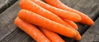Среднеспелый сорт моркови Лосиноостровская