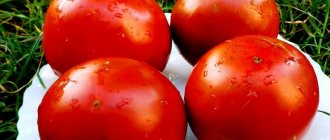 &#39;Is it worth planting the hybrid tomato &quot;Red Arrow F1&quot;: characteristics that may influence your choice&#39; width=&quot;800
