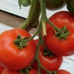 'Стойкий гибрид от японских селекционеров - томат "Мишель f1": выращиваем самостоятельно без хлопот' width="800