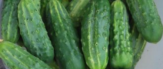 fresh cucumbers