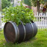 Technology for growing potatoes in a barrel, pros and cons of the method