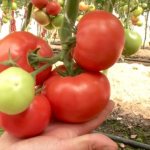 Tomato Alaska: reviews, description and photos