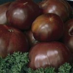 томат черномор отзывы фото урожайность