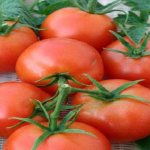 Tomato Danna description and characteristics of the variety, gardeners&#39; opinion with photos