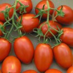Томат Диаболик f1: описание и характеристика сорта, урожайность с фото
