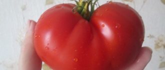 Tomato Wild Fred - characteristics and description of the variety, photos, cultivation, yield, reviews
